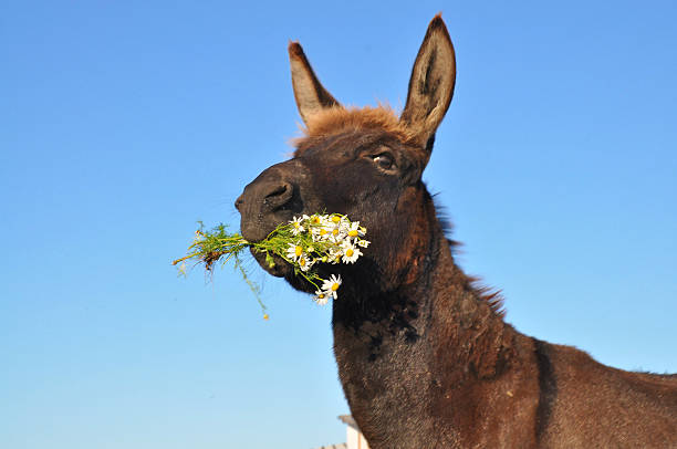Donkey with a bouquet of flowers on a blue background